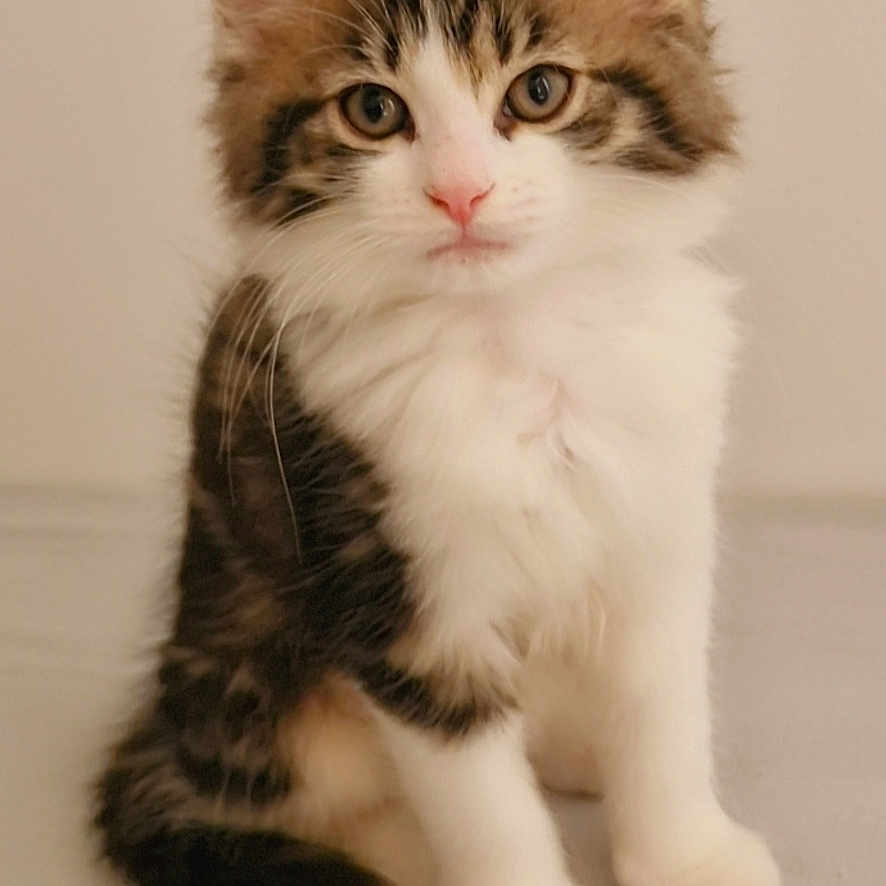 Luna participe au concours pour gagner de l'argent avec cette photo : kitten, cat, fluffy, fur, white, brown, black, sitting, cute, pet, animal, young, innocent, portrait, indoor, soft, curious, ears, whiskers, nose