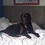 dog, black_dog, bed, white_bed, indoor, pet, animal, lying_down, collar, furniture, headboard, painting, room, relaxed, domestic, canine, resting, cozy, sleep_area, portrait