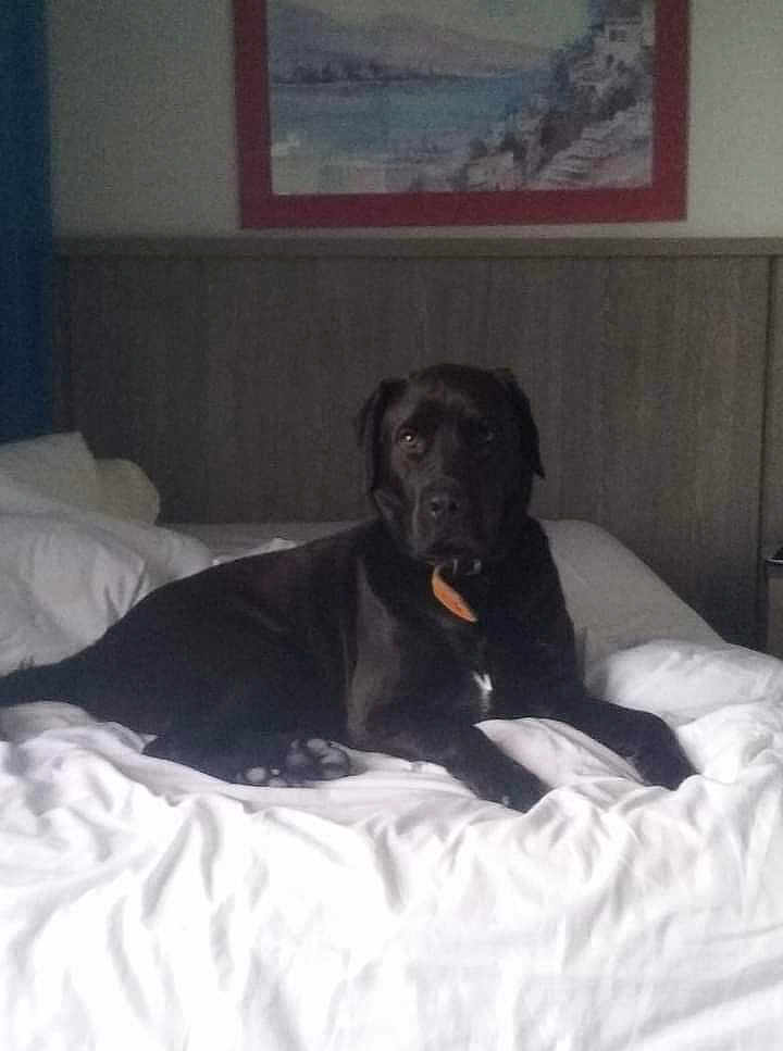 Gus a rejoint le concours — aidez-le/la à gagner de superbes lots ! dog, black_dog, bed, white_bed, indoor, pet, animal, lying_down, collar, furniture, headboard, painting, room, relaxed, domestic, canine, resting, cozy, sleep_area, portrait