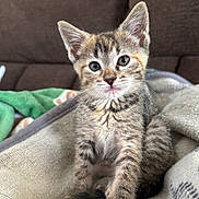 Zora is registered to the contest to win money with this photo: kitten, cat, tabby, feline, pet, animal, cute, whiskers, fur, ears, eyes, blanket, cozy, indoor, couch, sitting, young, adorable, closeup, portrait