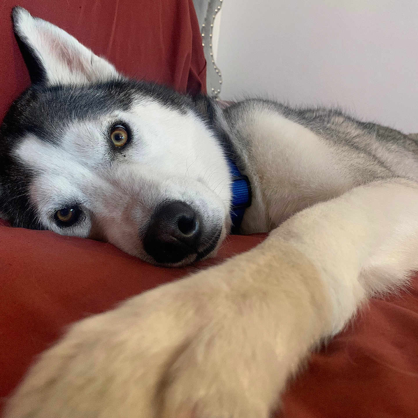 Oden is registered to the contest to win money with this photo: amber_eyes, animal, canine, close_up, collar, companion, couch, dog, domestic_animal, fur, furry, indoor, lying_down, mammal, paw, pet, portrait, relaxed, resting, siberian_husky