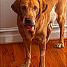animal, ball, brown_dog, canine, dog, domestic_animal, flooring, fur, home, house, indoor, looking, mouth_holding, paneled_wall, pet, playful, portrait, standing, wall, wooden_floor