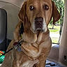 Brutus is registered to the contest to win money with this photo: animal, calm, canine, car_interior, collar, companion, dog, domestic_animal, ears, fur, golden_brown, indoors, leash, pet, resting, seat, side_view, sitting, sunlight, window