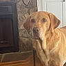 Brutus is registered to the contest to win money with this photo: animal, attentive, brown, cabinet, canine, companion, cozy, dog, domestic, floor, fur, golden_retriever, home, indoor, labrador, looking, mammal, pet, stone_fireplace, wood_floor