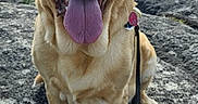 Brutus is registered to the contest to win money with this photo: animal, canine, daylight, dog, fur, golden_retriever, happy, labrador, landscape, leash, mountain, nature, outdoor, pet, portrait, rock, scenery, sitting, sky, tongue_out