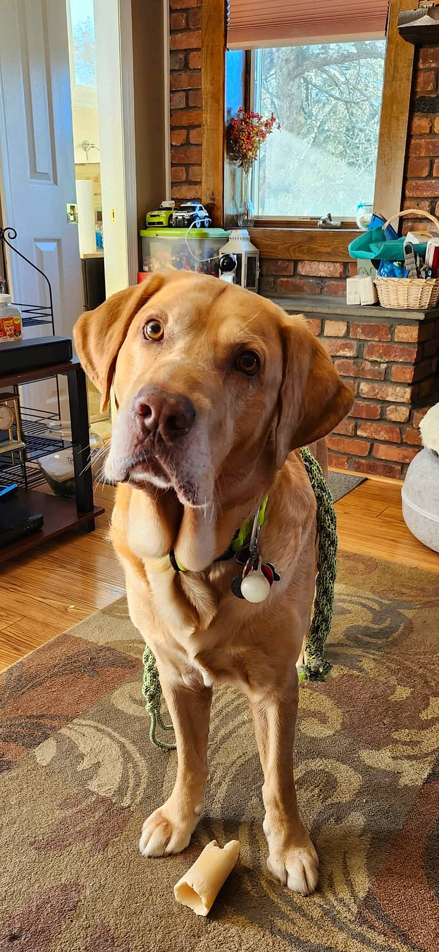 Brutus