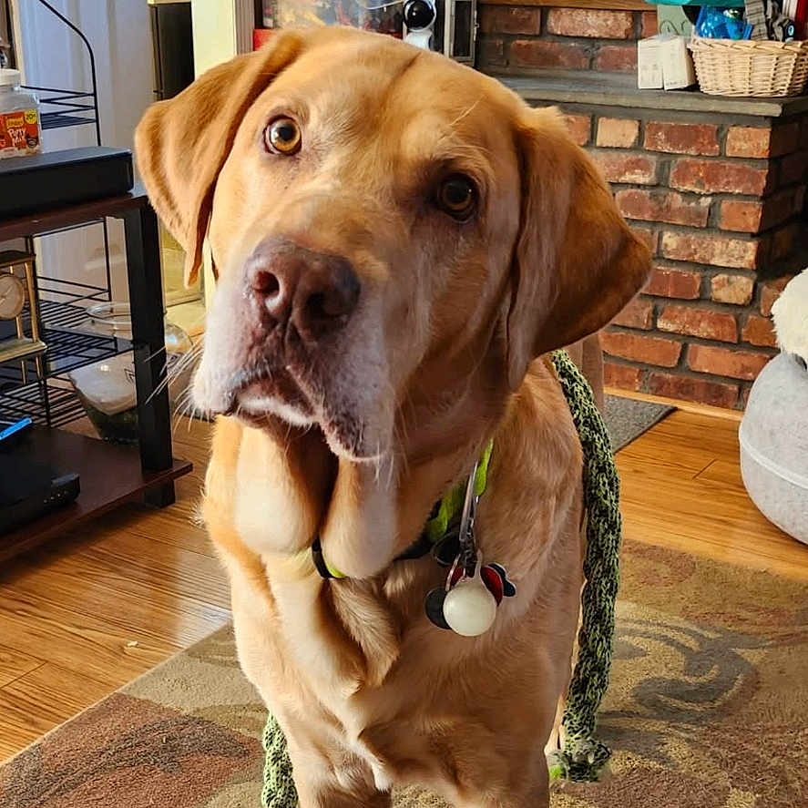 Brutus