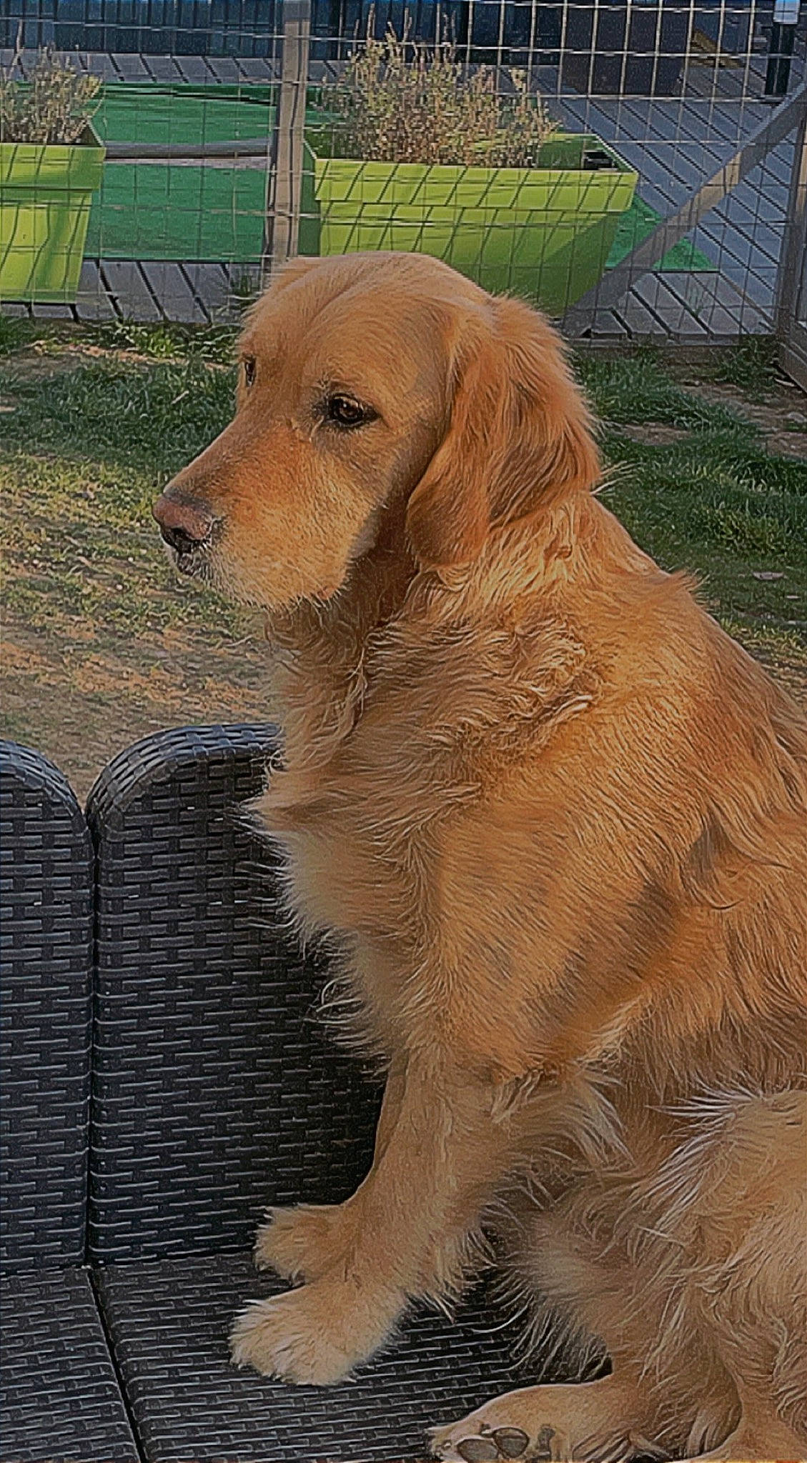 Ouper a rejoint le concours — aidez-le/la à gagner de superbes lots ! animal_shelter, canidae, carnivore, companion_dog, dog, dog_breed, fawn, fence, fur, gun_dog, liver, mesh, pet_supply, retriever, snout, sporting_group, tail, terrestrial_animal, wire_fencing, working_animal