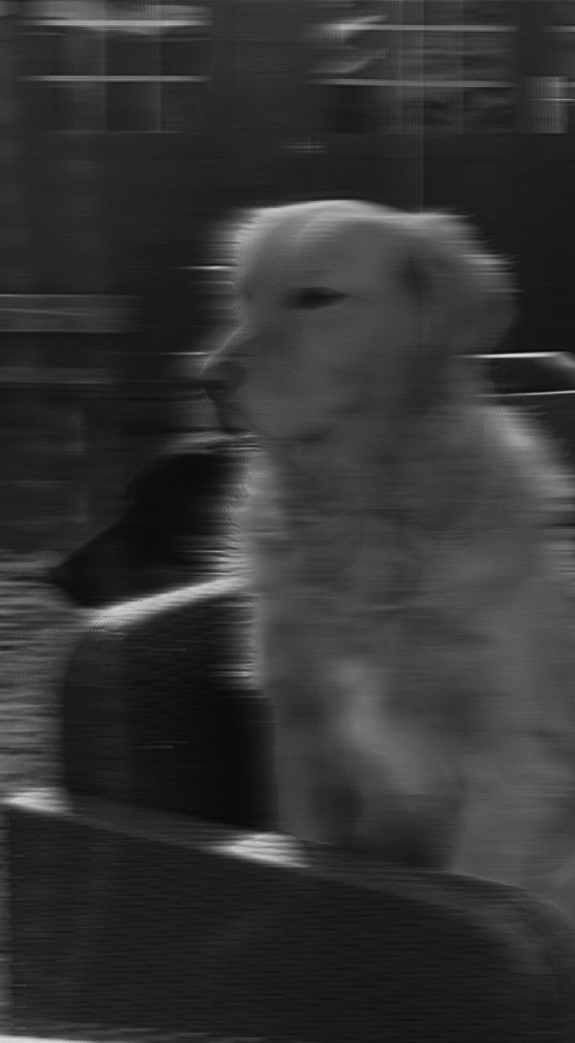 Ouper participe au concours pour gagner de l'argent avec cette photo : black_and_white, canidae, carnivore, companion_dog, darkness, dog_breed, feather, felidae, fur, monochrome, monochrome_photography, paw, shadow, small_to_medium_sized_cats, snout, sporting_group, tail, whiskers, wing, wood