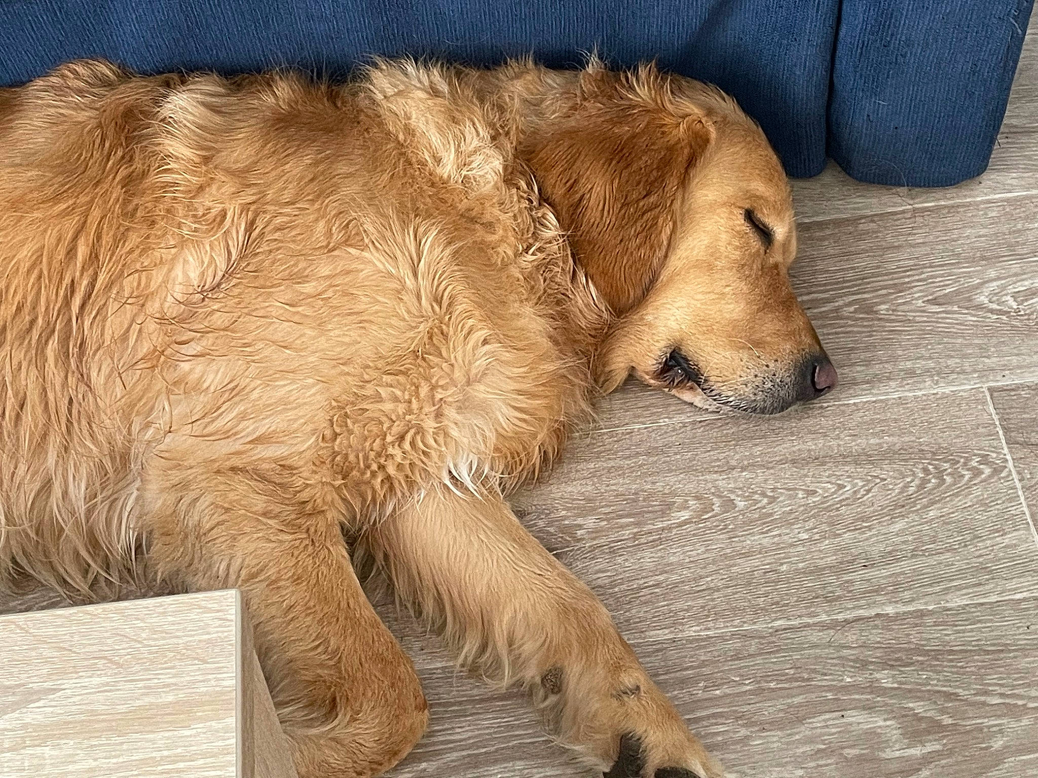 Ouper a rejoint le concours — aidez-le/la à gagner de superbes lots ! bored, canidae, carnivore, comfort, companion_dog, dog, dog_breed, fawn, flooring, fur, gun_dog, paw, retriever, snout, sporting_group, tail, terrestrial_animal, whiskers, wood, working_animal