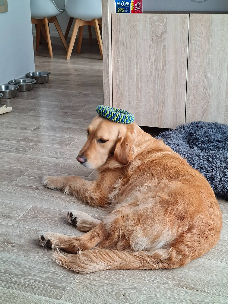 Ouper a rejoint le concours — aidez-le/la à gagner de superbes lots ! carnivore, chair, companion_dog, dog, dog_breed, dog_supply, floor, flooring, gun_dog, hardwood, laminate_flooring, pet_supply, plank, plant, plywood, tail, tree, varnish, wood, wood_flooring