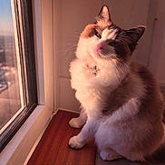 Belle is registered to the contest to win money with this photo: bell, blurred_background, calm, cat, cityscape, collar, cute, domestic_animal, feline, fluffy, fur, indoor, pet, portrait, relaxed, sunlight, whiskers, window, windowsill, wooden_surface