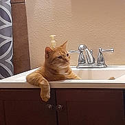 Chuy is registered to the contest to win money with this photo: animal, bathroom, cabinet, cat, countertop, curtain, domestic_cat, faucet, fixture, fur, household, indoor, orange_tabby, paw, pet, portrait, relaxed, resting, sink, wall