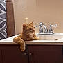 animal, bathroom, cabinet, cat, countertop, curtain, domestic_cat, faucet, fixture, fur, household, indoor, orange_tabby, paw, pet, portrait, relaxed, resting, sink, wall