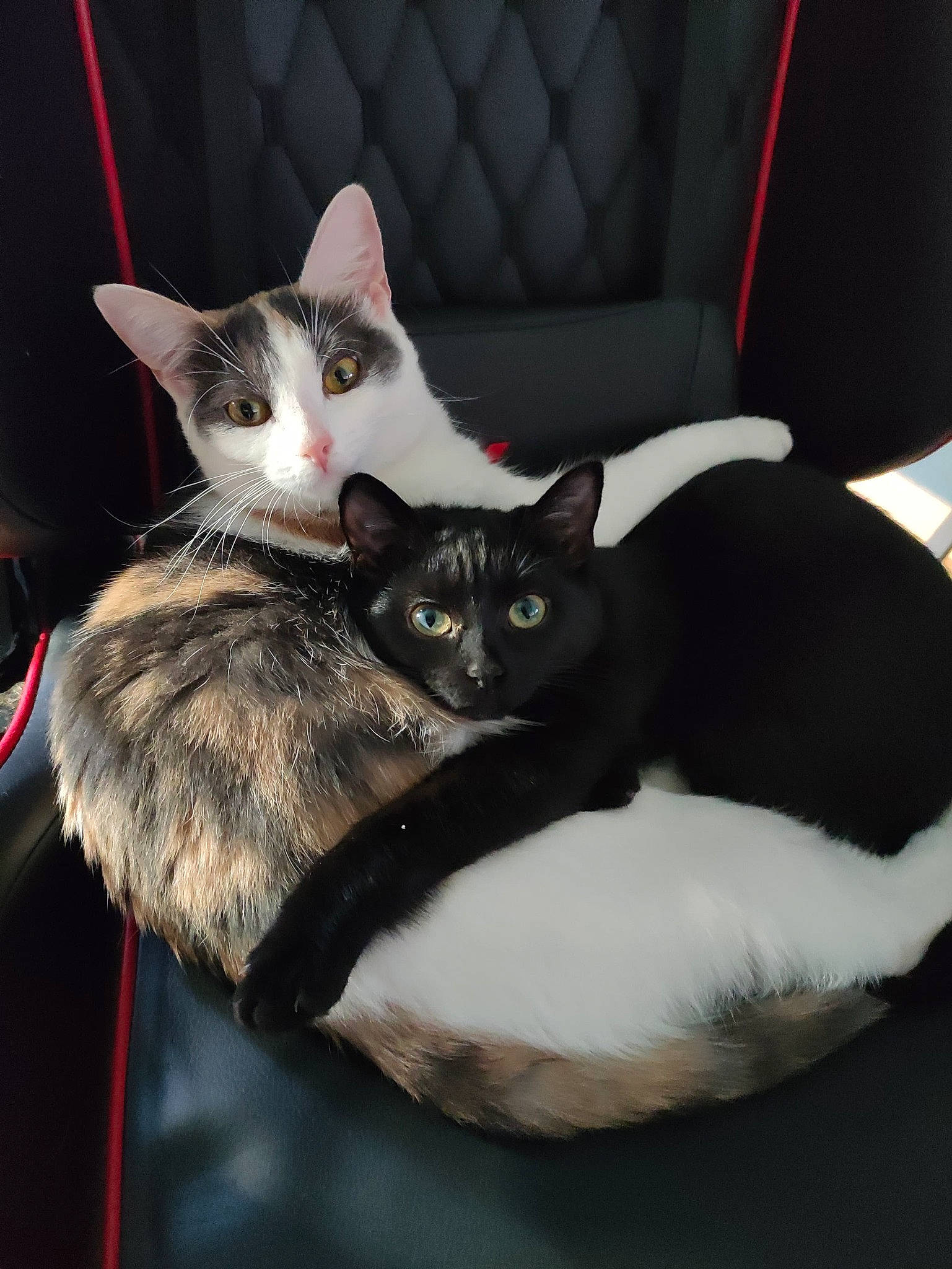 Dobby Sirius a rejoint le concours — aidez-le/la à gagner de superbes lots ! black_cat, box, carnivore, cat, cat_bed, cat_supply, claw, comfort, couch, domestic_short_haired_cat, felidae, fur, grey, paw, small_to_medium_sized_cats, snout, tail, vertebrate, whiskers