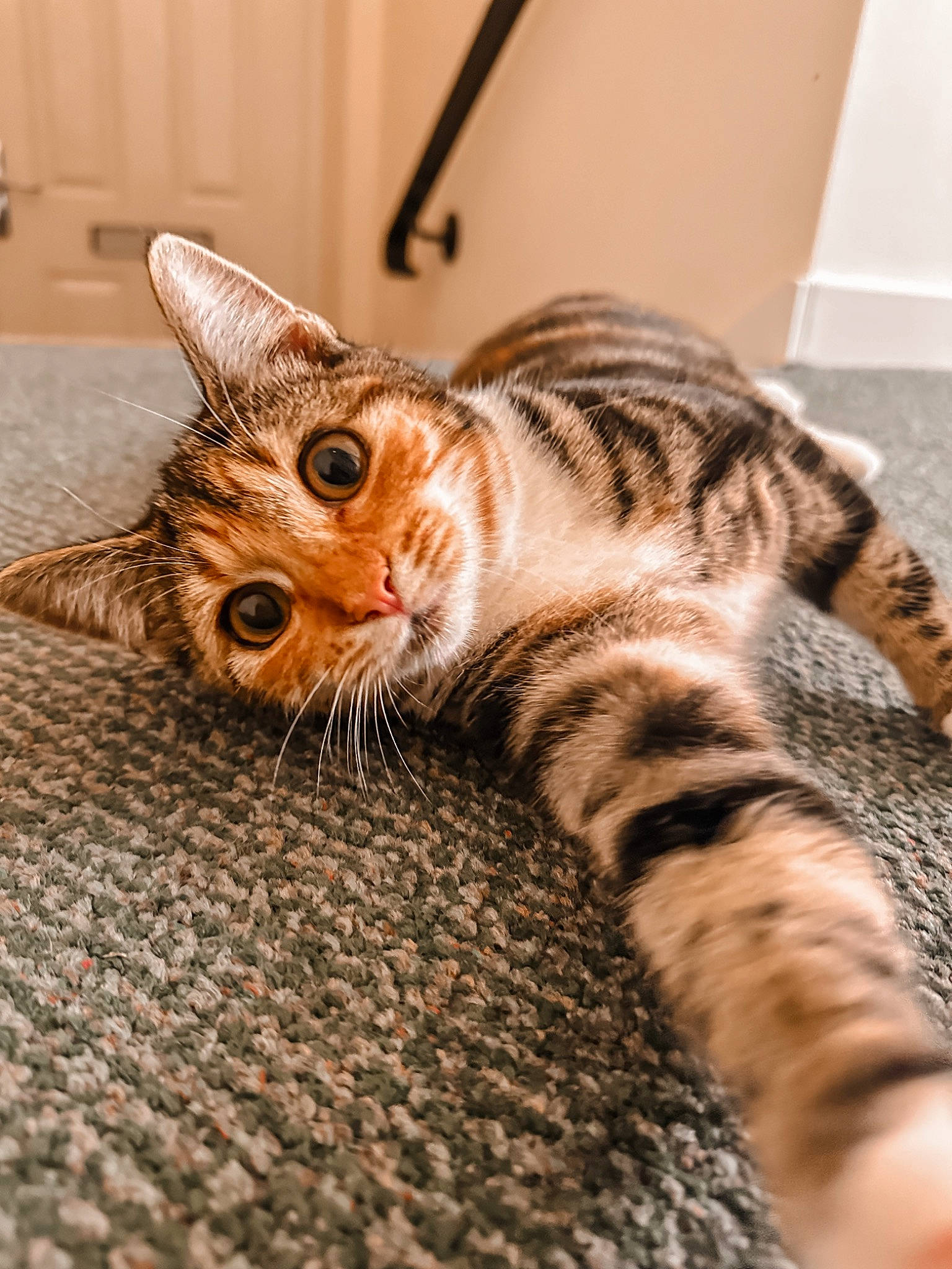 Nala joined the competition — help win amazing prizes! carnivore, cat, claw, close_up, comfort, domestic_short_haired_cat, eye, fawn, felidae, foot, fur, head, paw, small_to_medium_sized_cats, snout, tail, terrestrial_animal, vertebrate, whiskers, wood