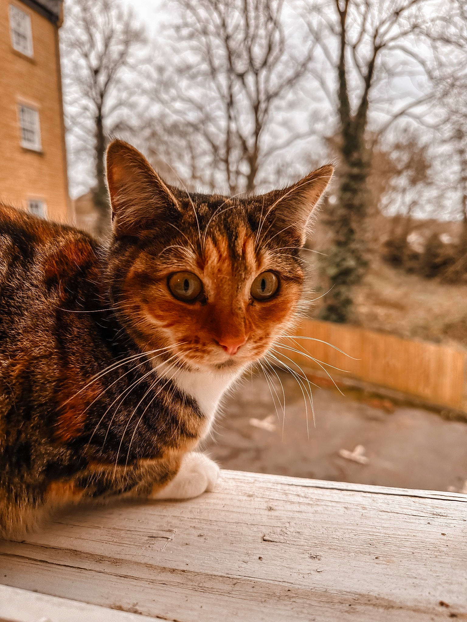Nala is registered to the contest to win money with this photo: building, carnivore, cat, domestic_short_haired_cat, fawn, felidae, fur, grass, paw, sitting, sky, small_to_medium_sized_cats, snout, tail, terrestrial_animal, tree, whiskers, window, winter, wood