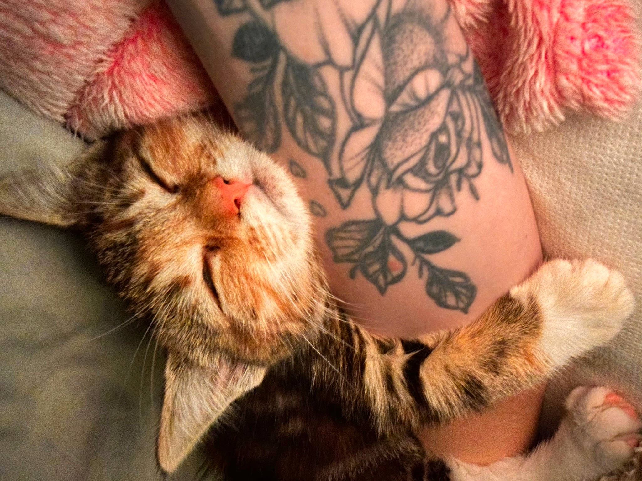 Nala joined the competition — help win amazing prizes! carnivore, cat, comfort, domestic_short_haired_cat, felidae, finger, flesh, fur, gesture, human_leg, nail, pattern, paw, peach, skin, small_to_medium_sized_cats, tattoo, temporary_tattoo, whiskers, wrist