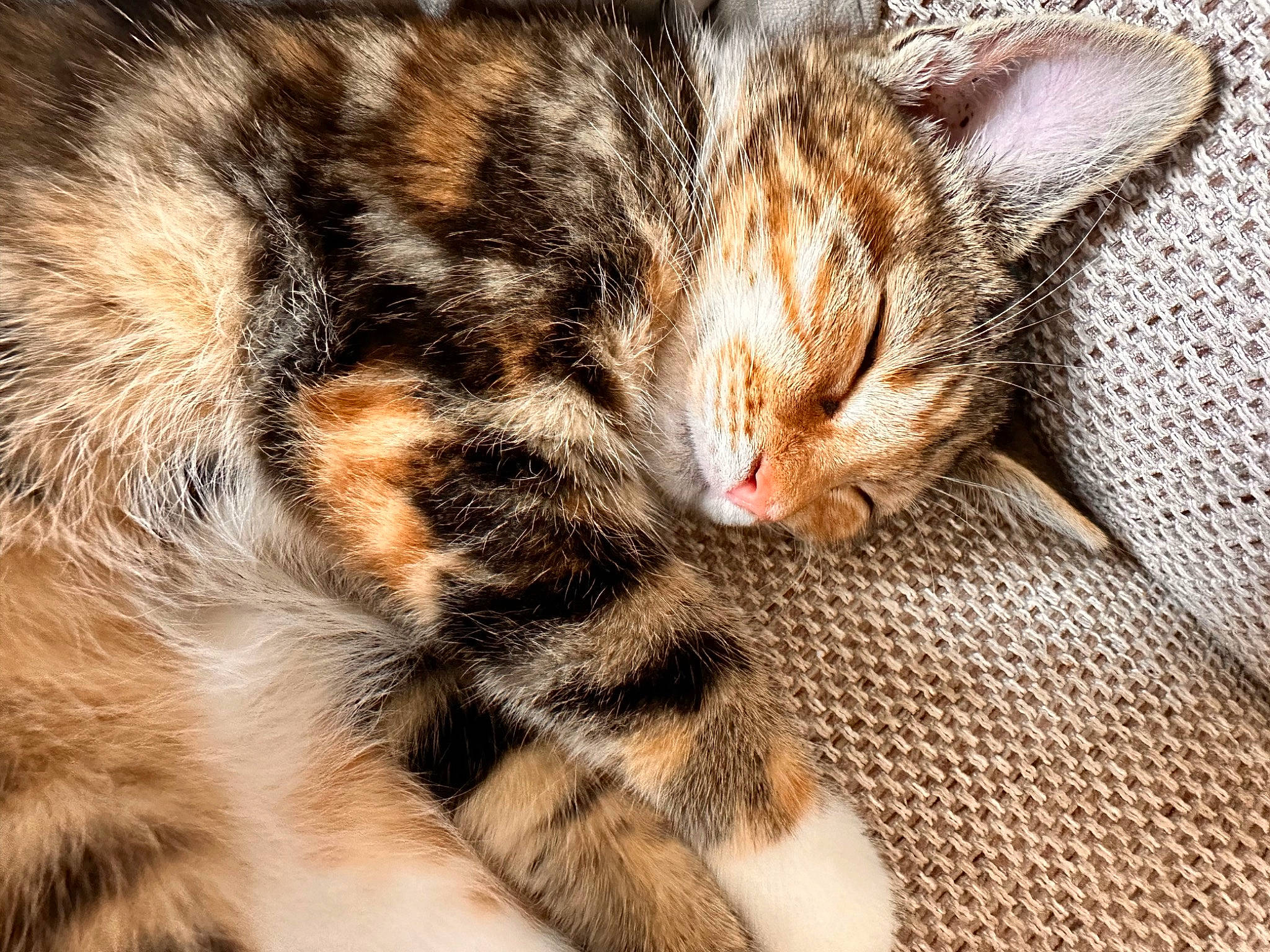 Nala joined the competition — help win amazing prizes! brown, carnivore, cat, claw, close_up, domestic_short_haired_cat, felidae, fur, paw, sleep, small_to_medium_sized_cats, snout, tail, terrestrial_animal, whiskers, wildlife, wood