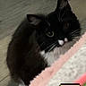 Kera is registered to the contest to win money with this photo: animal, black_and_white, cat, closeup, curious, cute, domestic, ears, feline, floor, fuzzy, gray, indoor, overlay, pet, pink, pixelated, texture, tuxedo_cat, whiskers