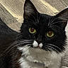 Kera joined the competition — help win amazing prizes! animal, black_and_white, cat, close_up, curious, cute, domestic_cat, ears, face, feline, fur, indoor, mammal, pet, portrait, sitting, tuxedo_cat, whiskers, wooden_floor, yellow_eyes