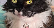 Kera is registered to the contest to win money with this photo: animal, background, black_and_white, cat, close_up, collar, colorful_blanket, cute, domestic, feline, fluffy, fur, indoor, paws, pet, pink_bell, resting, soft_texture, whiskers, yellow_eyes