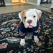 Bear joined the competition — help win amazing prizes! dog, puppy, bulldog, sweater, rug, carpet, indoor, living_room, floor, pet, cute, white, brown, paws, nose, sitting, looking_at_camera, portrait, pattern, furniture