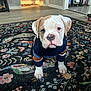 dog, puppy, bulldog, sweater, rug, carpet, indoor, living_room, floor, pet, cute, white, brown, paws, nose, sitting, looking_at_camera, portrait, pattern, furniture