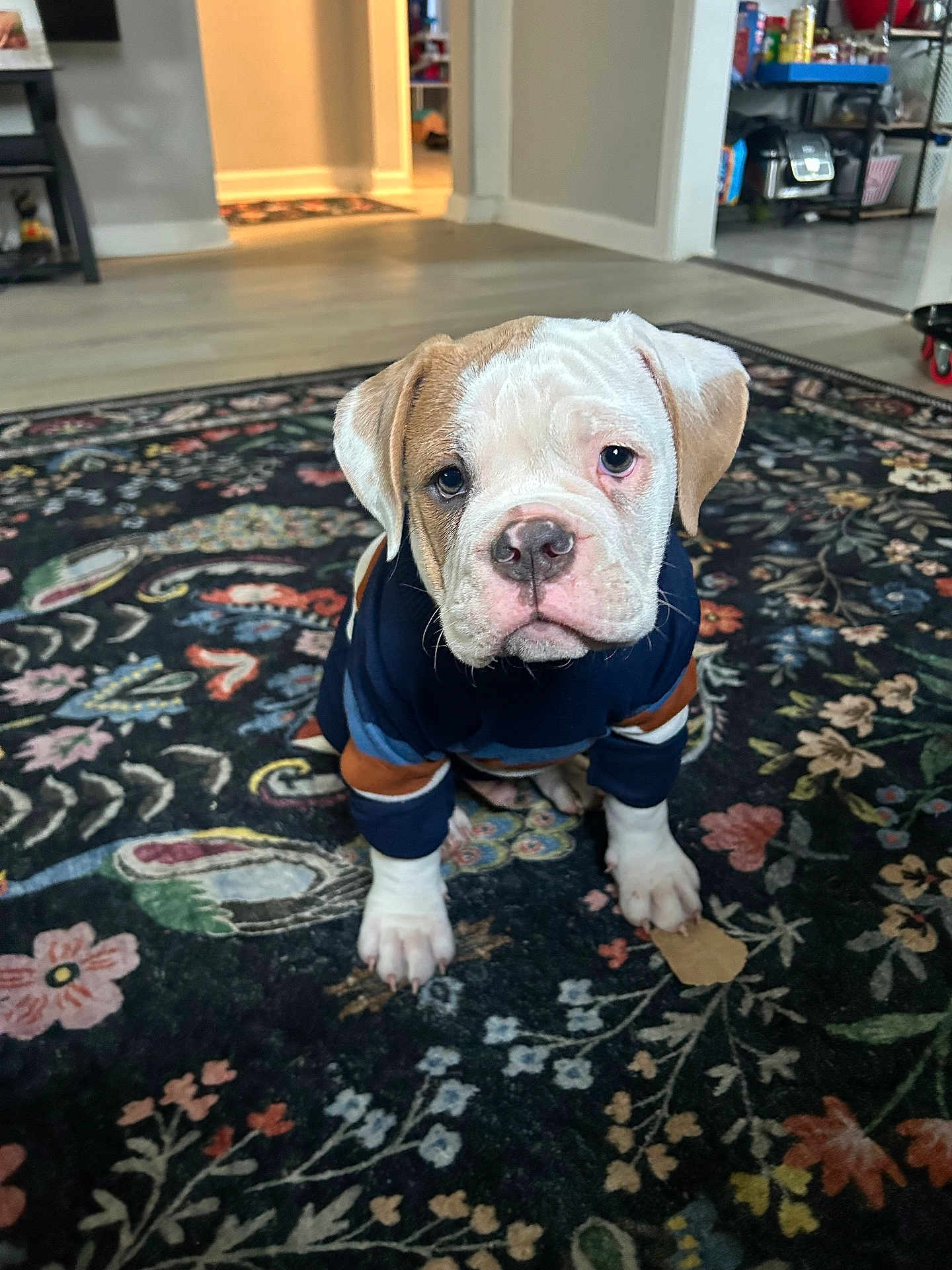 Bear joined the competition — help win amazing prizes! dog, puppy, bulldog, sweater, rug, carpet, indoor, living_room, floor, pet, cute, white, brown, paws, nose, sitting, looking_at_camera, portrait, pattern, furniture