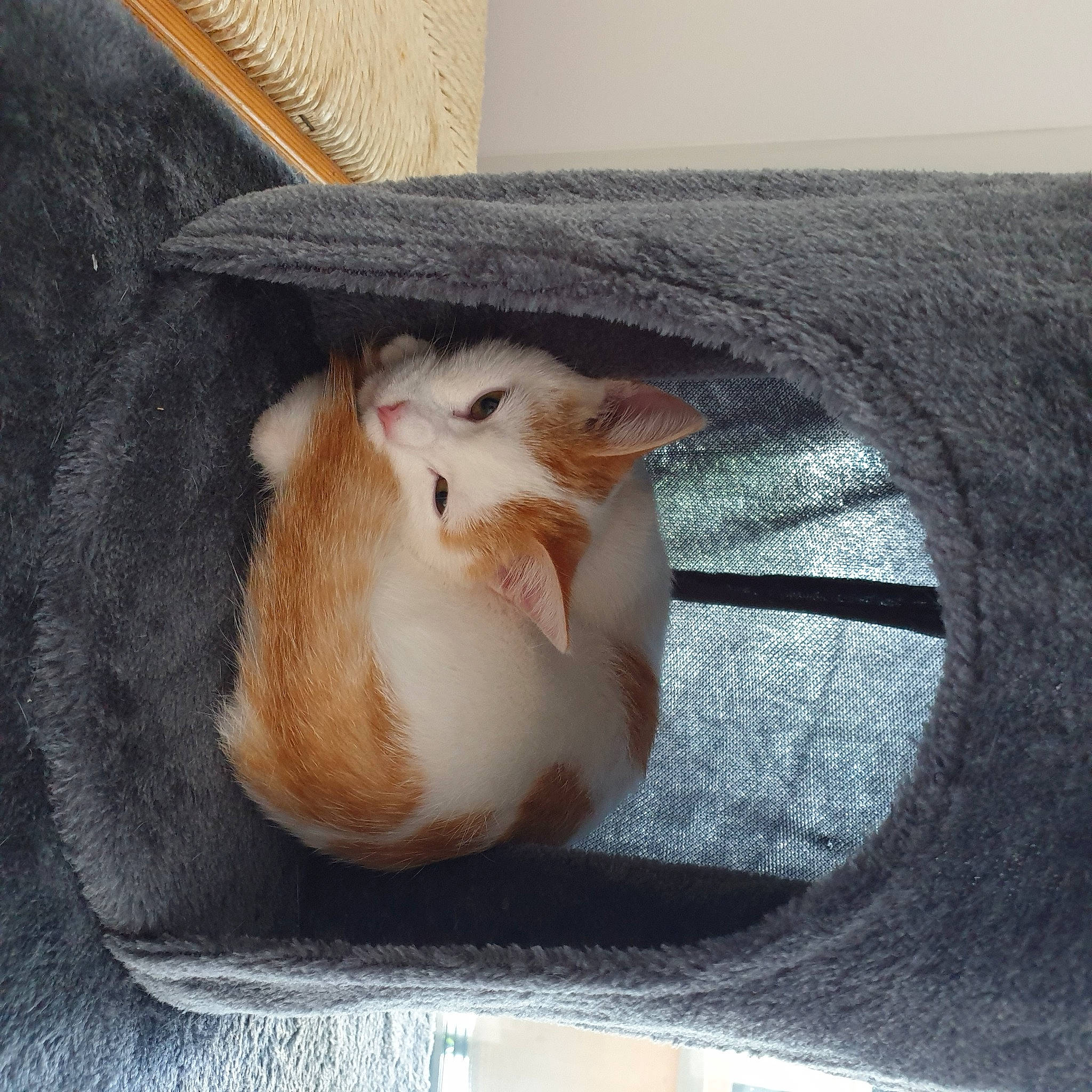 Suki participe au concours pour gagner de l'argent avec cette photo : carnivore, cat, cat_supply, claw, comfort, domestic_short_haired_cat, fawn, felidae, fur, guinea_pig, linens, mouse, muroidea, rodent, small_to_medium_sized_cats, tail, whiskers, window, wood