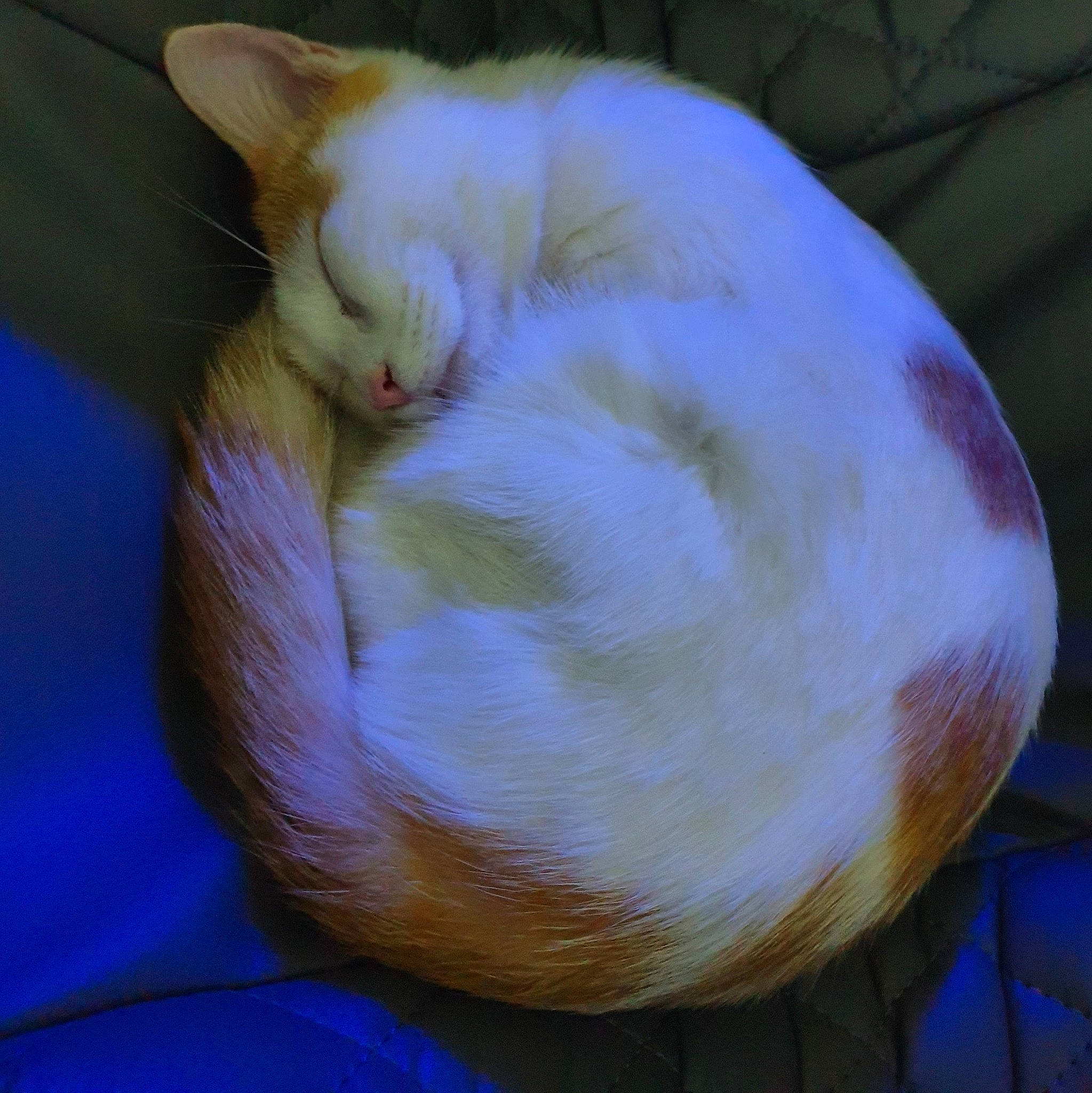 Suki a rejoint le concours — aidez-le/la à gagner de superbes lots ! carnivore, cat, claw, comfort, domestic_short_haired_cat, electric_blue, fawn, felidae, fur, nap, paw, sleep, small_to_medium_sized_cats, snout, tail, whiskers