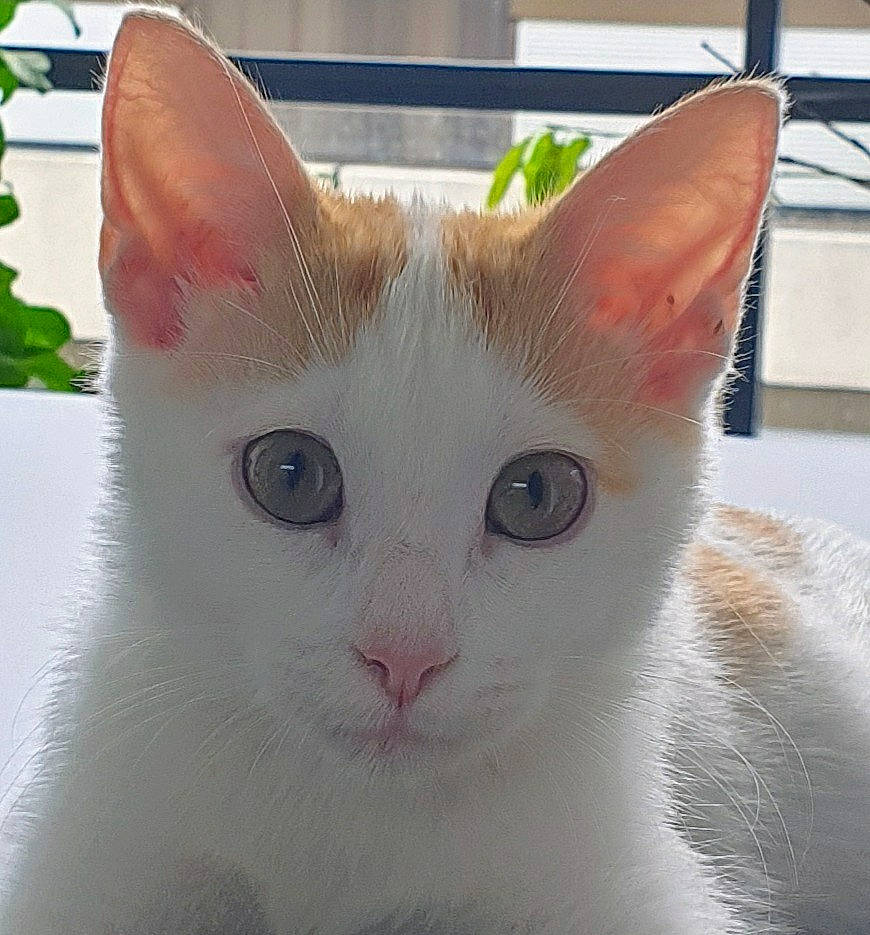 Suki a rejoint le concours — aidez-le/la à gagner de superbes lots ! carnivore, cat, collar, domestic_short_haired_cat, fawn, felidae, fur, iris, plant, small_to_medium_sized_cats, snout, tail, whiskers