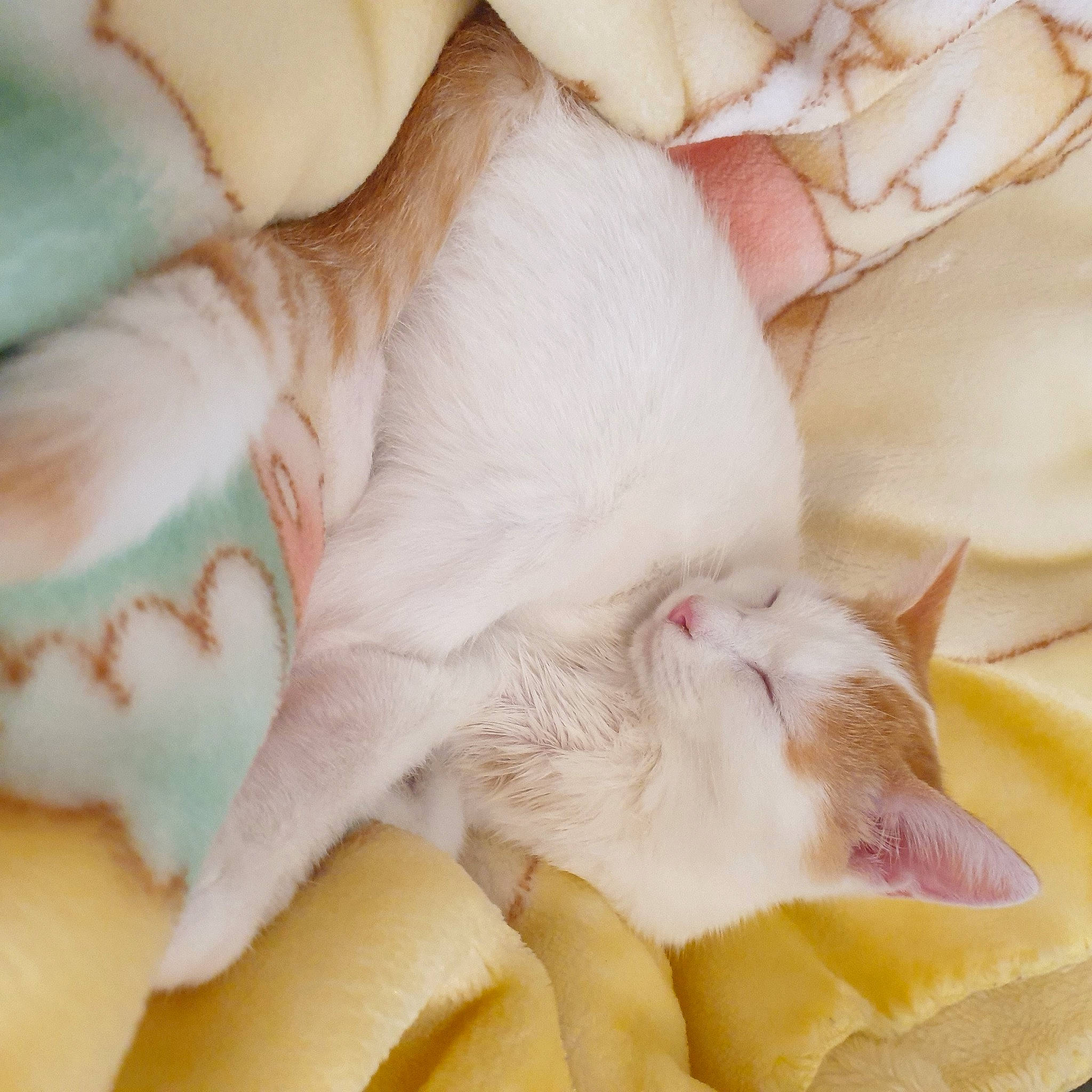 Suki participe au concours pour gagner de l'argent avec cette photo : carnivore, cat, comfort, domestic_short_haired_cat, fawn, felidae, foot, fur, gesture, human_leg, linens, nail, nap, paw, peach, pink, small_to_medium_sized_cats, tail, whiskers, white