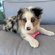 Cookie a rejoint le concours — aidez-le/la à gagner de superbes lots ! puppy, dog, blue_eyes, fluffy, couch, indoor, pet, toy, pink_bone, laying_down, white_fur, black_spots, brown_markings, cute, young_dog, animal, relaxed, domestic, fur, paw