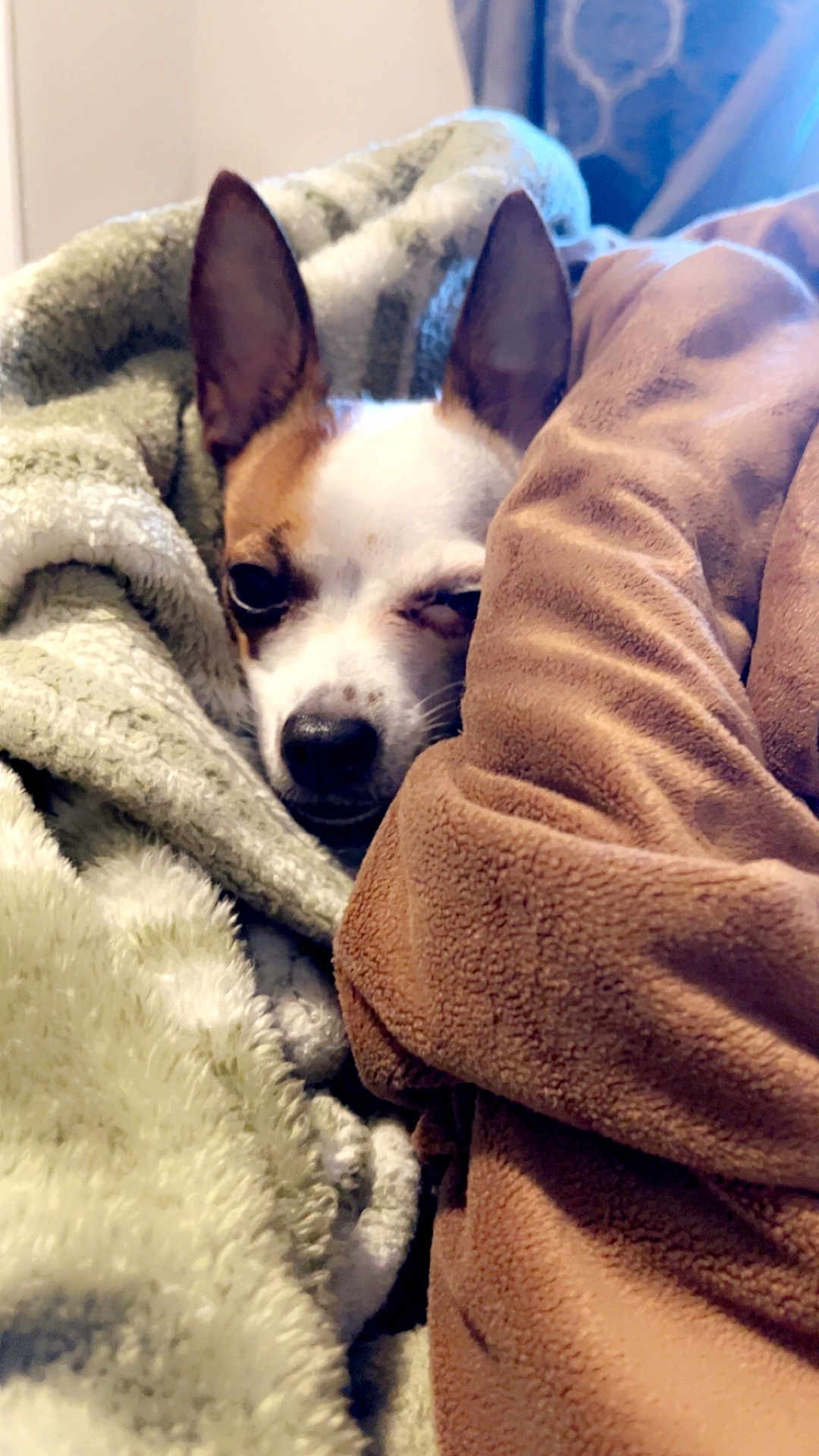 Piggy is registered to the contest to win money with this photo: dog, blanket, cozy, snuggling, fur, pet, resting, brown, white, ears, face, indoor, soft, comfort, relaxing, cute, animal, warm, sleepy, home