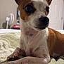 Piggy joined the competition — help win amazing prizes! dog, pet, small_dog, brown_and_white, ears, bed, blanket, indoor, curious, animal, fur, paw, resting, looking_away, cozy, domestic, close_up, household, remote_control, soft_lighting