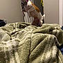 Piggy joined the competition — help win amazing prizes! dog, small_dog, chihuahua, indoor, bed, blanket, pink_collar, alert, curious, standing, white_and_brown, door, clothing, room, furniture, cozy, pet, animal, canine, home