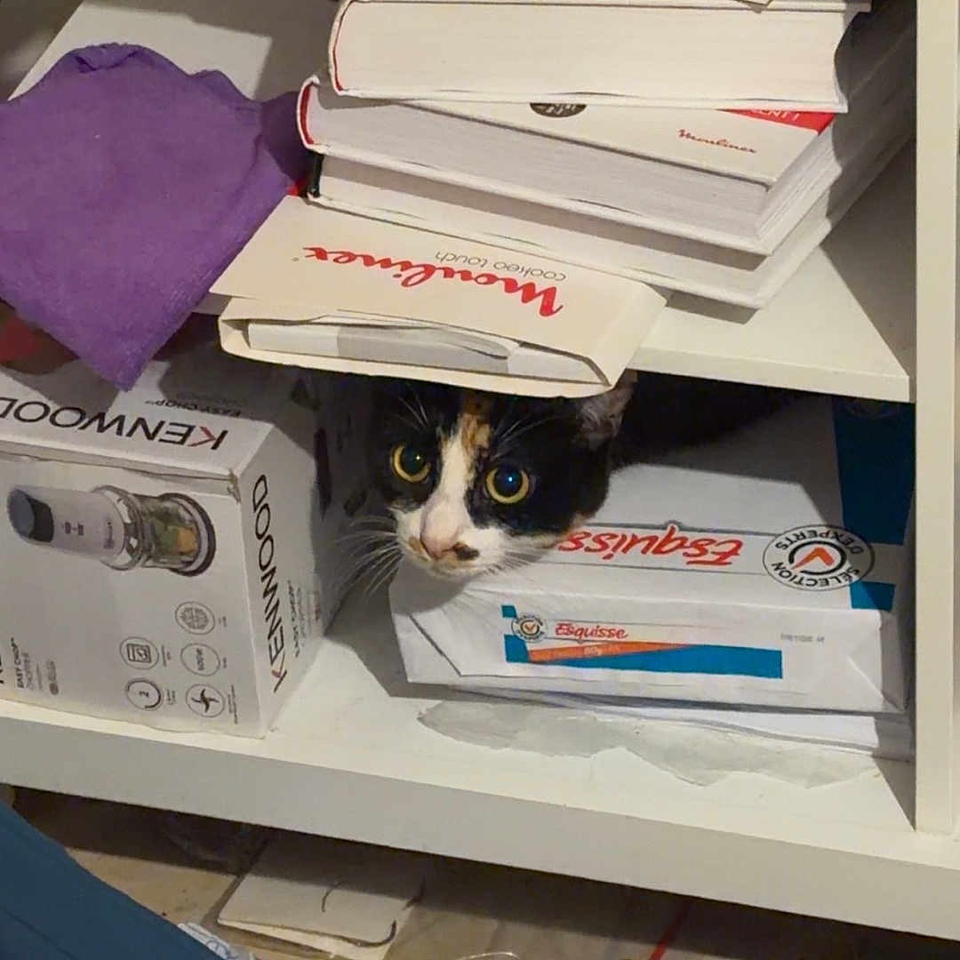 Lilo participe au concours pour gagner de l'argent avec cette photo : cat, calico_cat, books, shelf, box, clutter, indoor, curious, peeking, paper, household_items, storage, container, stacked, domestic, feline, hiding, messy, closeup, face