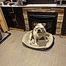 animal, balloon, birthday, bulldog, canine, celebration, cozy, decor, dog, fireplace, floor, furniture, home, indoor, looking_at_camera, mammal, pet_bed, resting, stone_wall, tile_floor