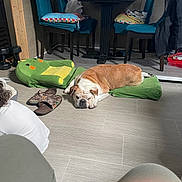 Duke Ellington joined the competition — help win amazing prizes! bag, blanket, bulldog, chair, curtains, cushion, dog, floor, green, home, indoor, pet, pillow, relaxed, resting, slippers, table, tile_floor, window, wood