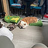 bag, blanket, bulldog, chair, curtains, cushion, dog, floor, green, home, indoor, pet, pillow, relaxed, resting, slippers, table, tile_floor, window, wood