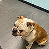 animal, brown_and_white, bulldog, collar, companion, cute, dog, domestic_animal, door, floor, indoor, light_blue_wall, looking_away, mammal, pet, quiet, seated, short_hair, tile_floor, wall