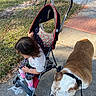 Duke Ellington joined the competition — help win amazing prizes! bulldog, casual, child, clothing, concrete, curly_hair, dog, footwear, grass, leash, leaves, nature, outdoor, park, pet, shade, sidewalk, stroller, sunlight, toddler