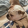 Duke Ellington joined the competition — help win amazing prizes! animal, bed, blanket, brown, bulldog, canine, comfort, cozy, dog, ears, fur, home, indoor, laying_down, paw, pet, quilt, resting, sleepy, white
