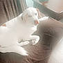 Marshmallow is registered to the contest to win money with this photo: animal, brown_spots, couch, cozy, dog, domestic, fur, furniture, home, indoor, lamp, living_room, looking_back, pet, relaxed, resting, side_table, soft_light, white_dog, wood_floor
