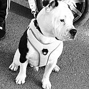 Rocks a rejoint le concours — aidez-le/la à gagner de superbes lots ! dog, black_and_white, harness, pavement, car_wheel, leash, pet, animal, sitting, outdoor, canine, street, fur, mammal, companion, waiting, side_view, paw, domestic_animal, vehicle