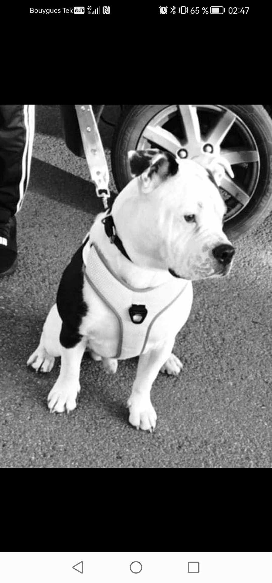 Rocks a rejoint le concours — aidez-le/la à gagner de superbes lots ! dog, black_and_white, harness, pavement, car_wheel, leash, pet, animal, sitting, outdoor, canine, street, fur, mammal, companion, waiting, side_view, paw, domestic_animal, vehicle
