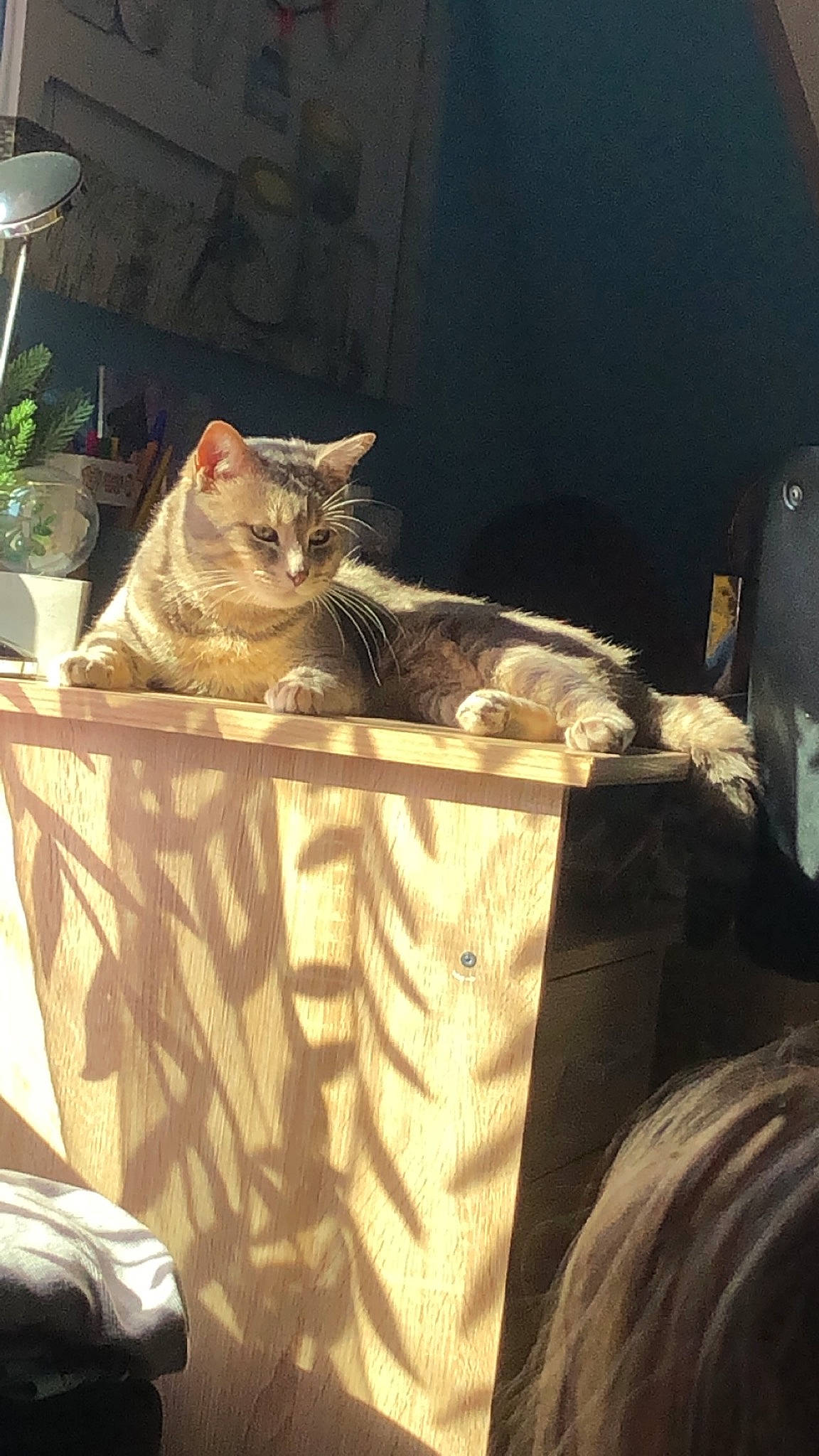 Tigrou a rejoint le concours — aidez-le/la à gagner de superbes lots ! basket, carnivore, cat, comfort, domestic_short_haired_cat, fawn, felidae, flowerpot, fur, grey, houseplant, linens, plant, sitting, small_to_medium_sized_cats, table, tail, whiskers, window, wood