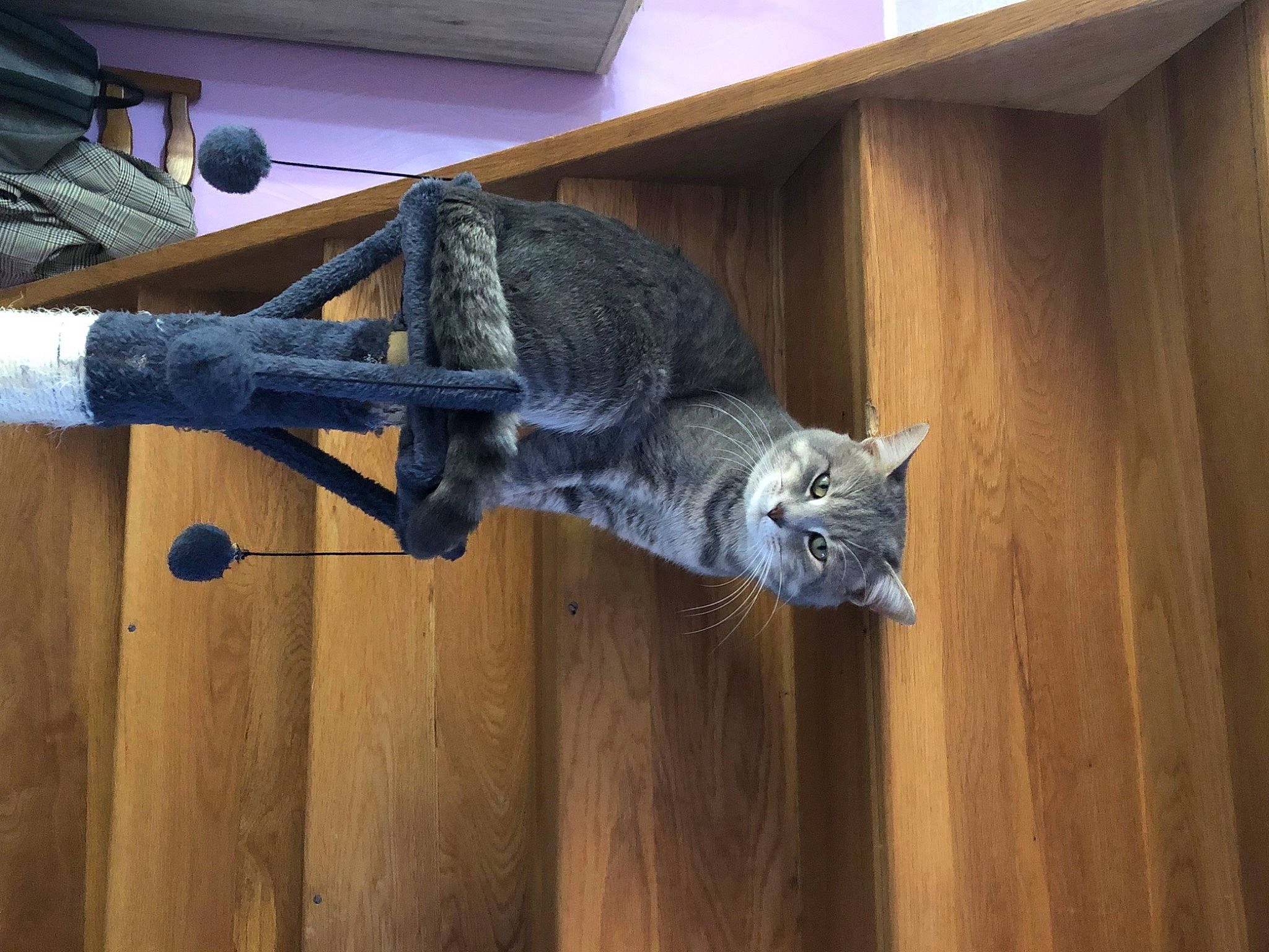 Tigrou participe au concours pour gagner de l'argent avec cette photo : art, carnivore, cat, domestic_short_haired_cat, door, felidae, floor, flooring, fur, grey, hardwood, room, russian_blue, small_to_medium_sized_cats, snout, tail, whiskers, wood, wood_flooring, wood_stain