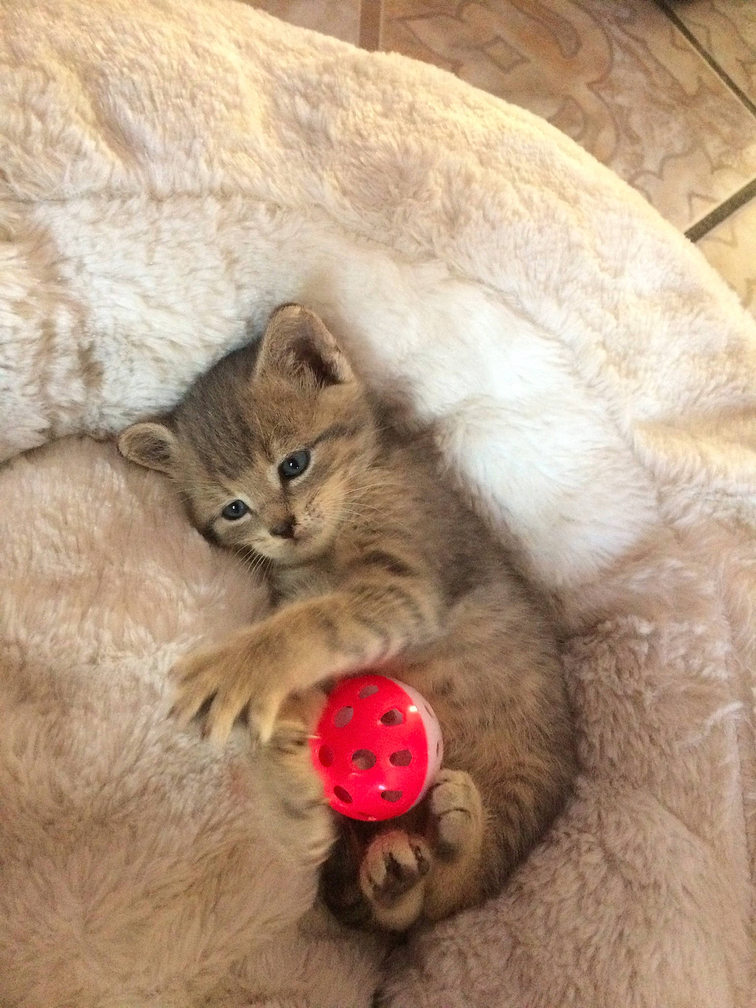 Tigrou a rejoint le concours — aidez-le/la à gagner de superbes lots ! carmine, carnivore, cat, cat_supply, cat_toy, claw, comfort, domestic_short_haired_cat, fang, fawn, felidae, fur, paw, pet_supply, small_to_medium_sized_cats, snout, tail, terrestrial_animal, whiskers, wood